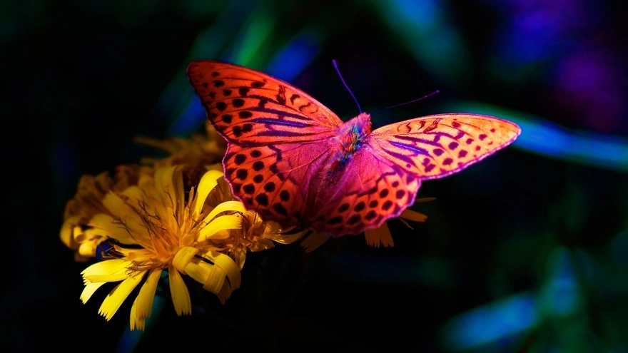 Яркая бабочка ночью села на цветок