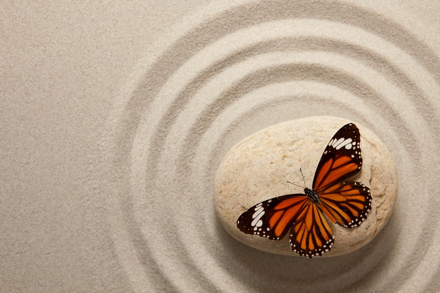 Бабочка сидящая на камне