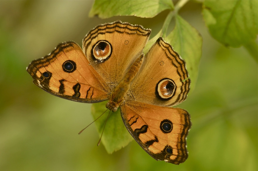 Бабочка у которой крылья похожи на глаза