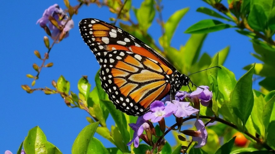 Красивая бабочка собирает нектар с цветочка