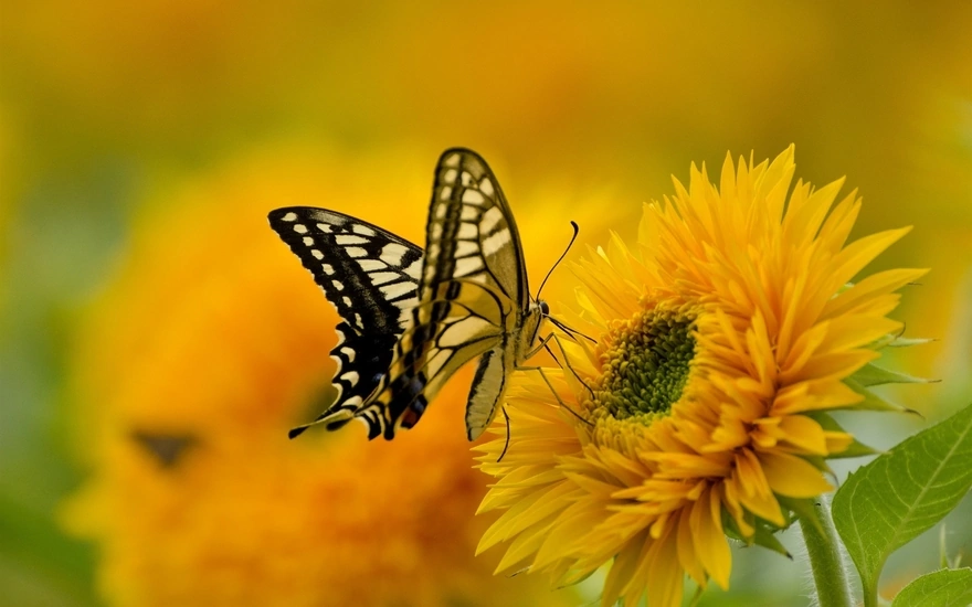 Butterfly with beautifully colored wings collecting nectar from a yellow flower