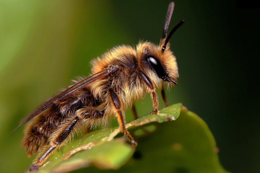 Пчела сидит на листике