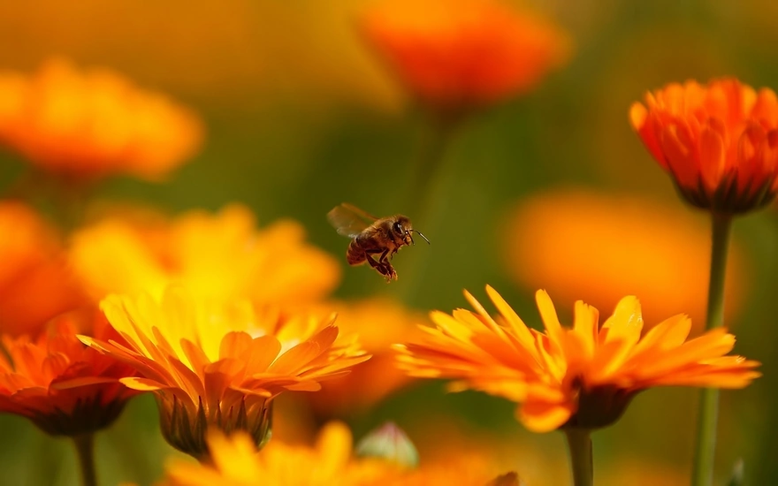 Пчела летит на цветок