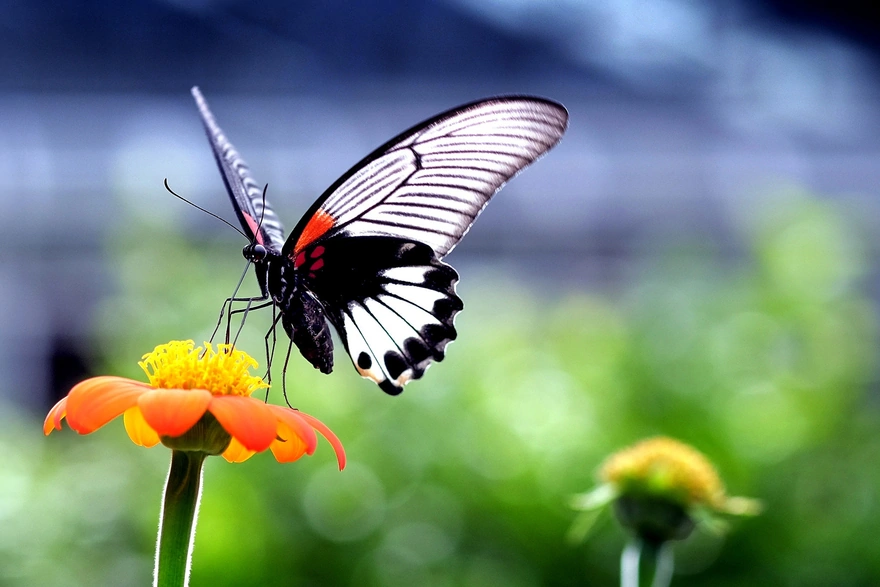 Бабочка пьёт нектар