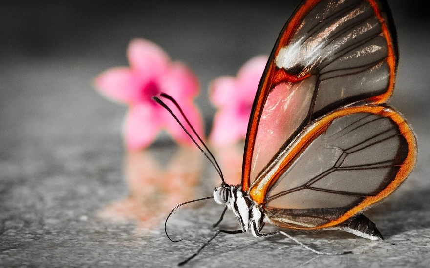 Красивая бабочка сидит возле цветов