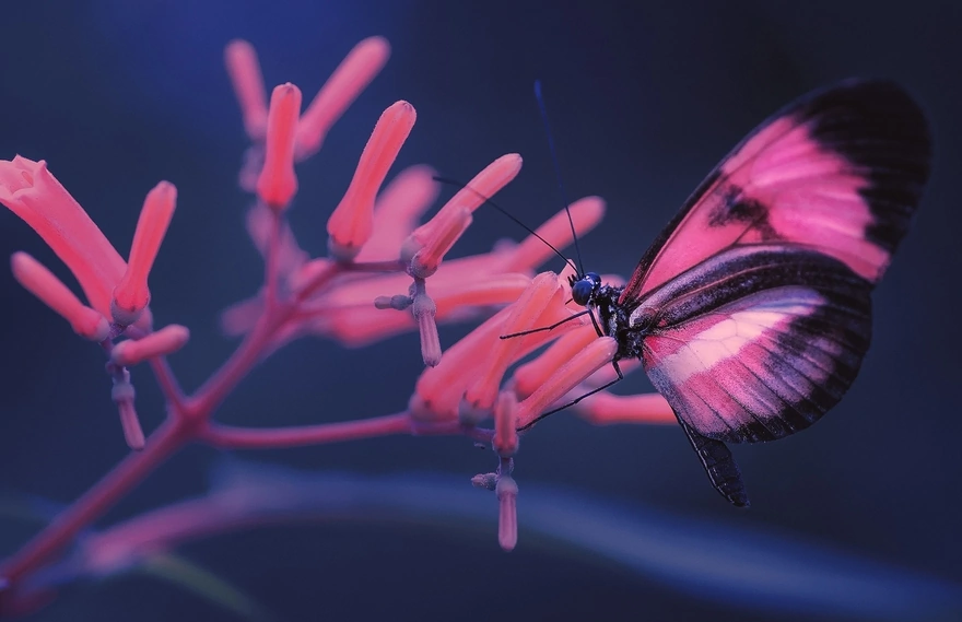 Картинка: Бабочка, крылья, сидит, цветок, стебли, размытость