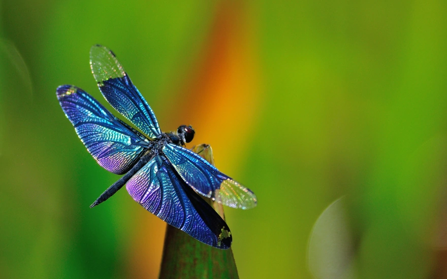 Стрекоза с красивыми крыльями сидит на листке