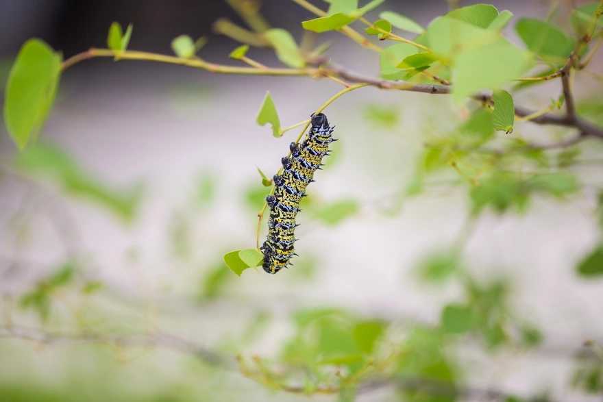 A caterpillar hanging on a thin twig