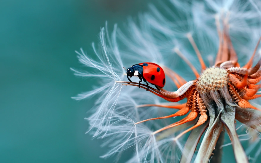 Ladybug sitting on a leafless dandelion