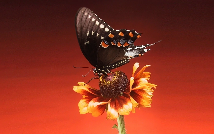 Бабочка сидит на ярком по цвету цветке