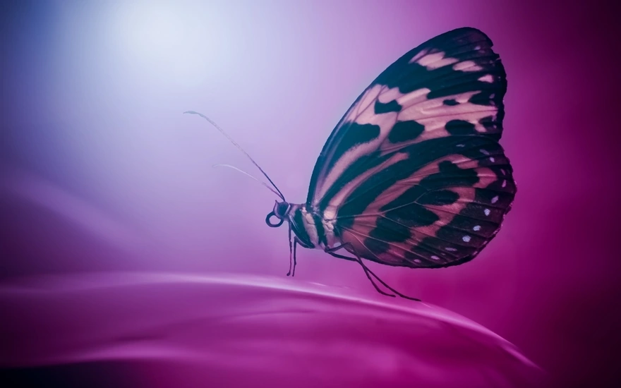 Бабочка сидит на лепестке цветка