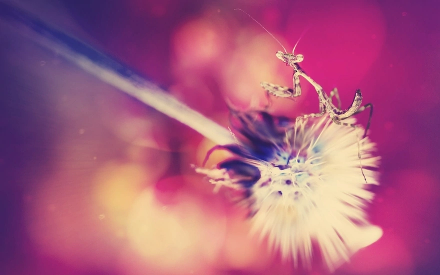 A praying mantis sits on a fluffy dandelion