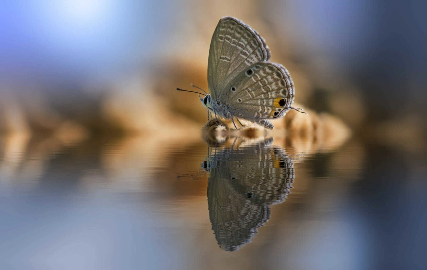 Бабочка отражается в воде