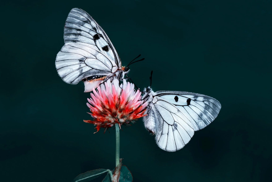 Бабочки Мнемозина сидят на цветке