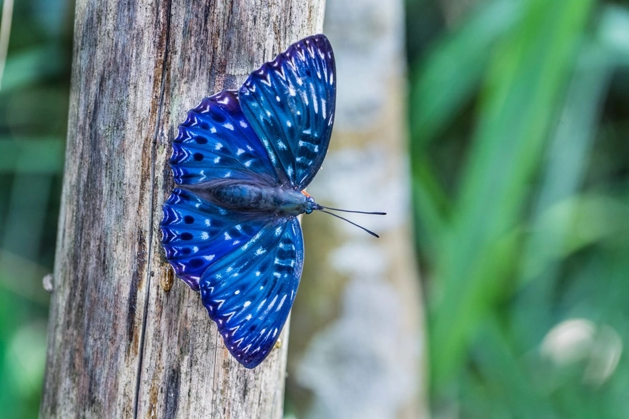 Красивая бабочка синего окраса сидит на дереве