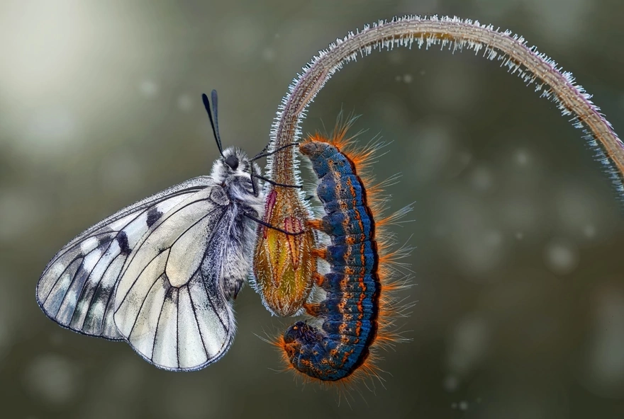 Бабочка и гусеница сидят на бутоне цветка