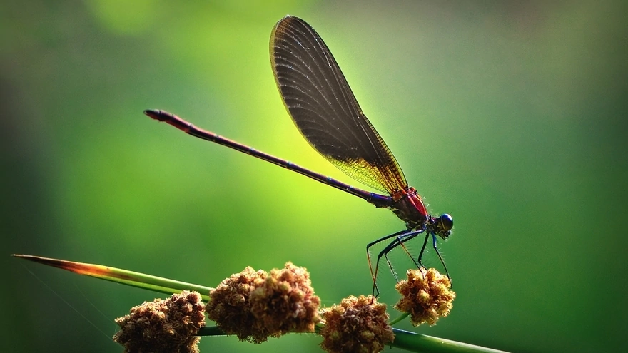 Dragonfly sitting on a feather bow