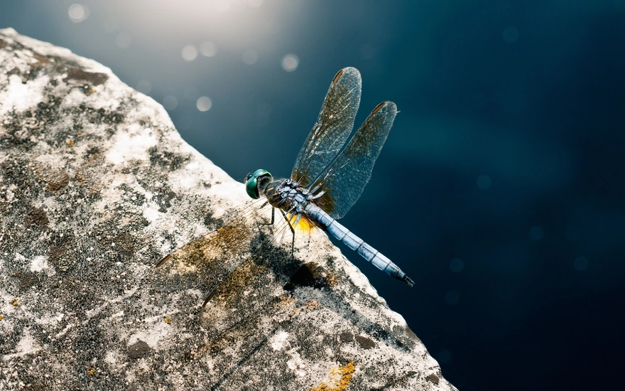 Blue dragonfly sitting on a rock