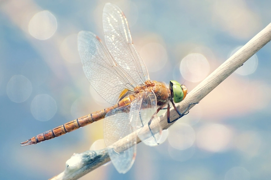Dragonfly sitting on the branch of a tree