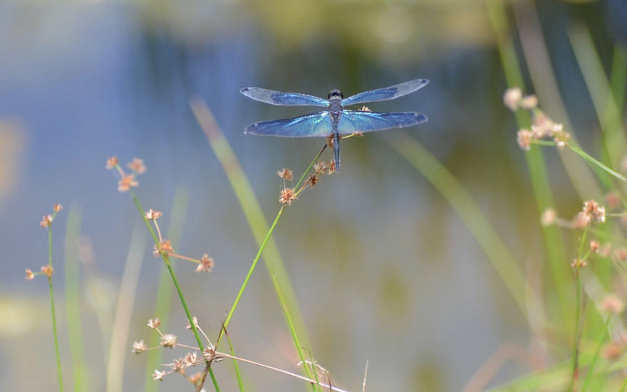 Blue dragonfly sitting on a plant