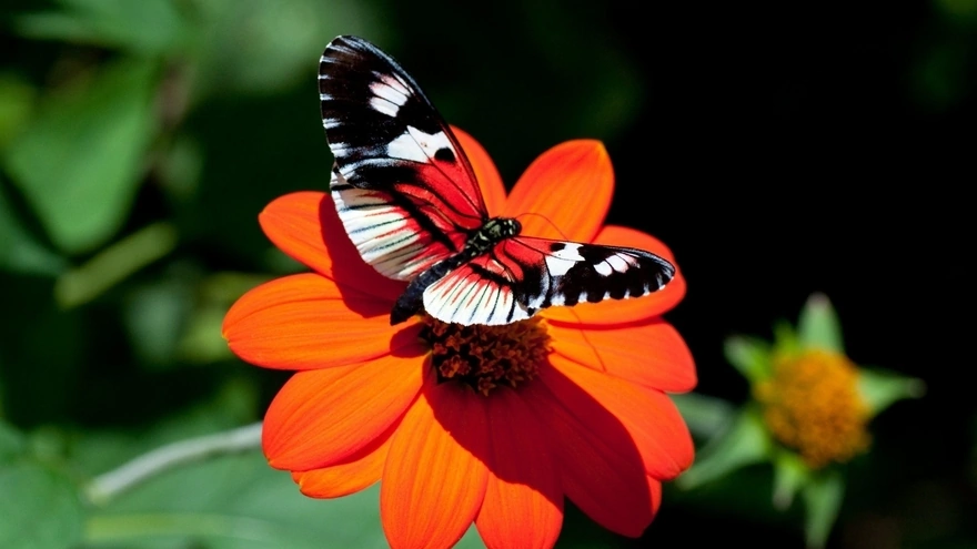 Бабочка собирает нектар