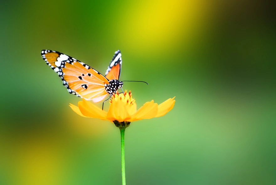 Бабочка сидит на жёлтом цветке