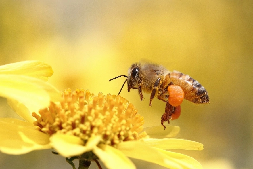 Пчела добывает нектар на цветке