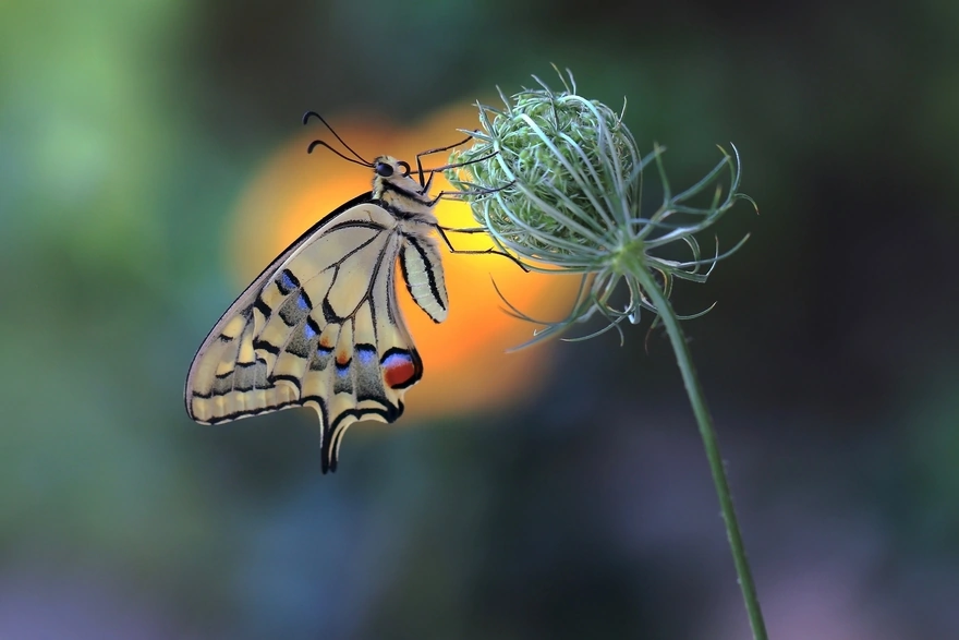 Бабочка Махаон сидит на бутоне цветка