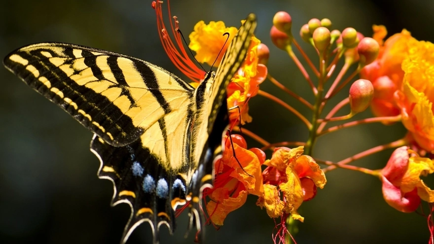 Яркая, красивая бабочка села на оранжевый цветок