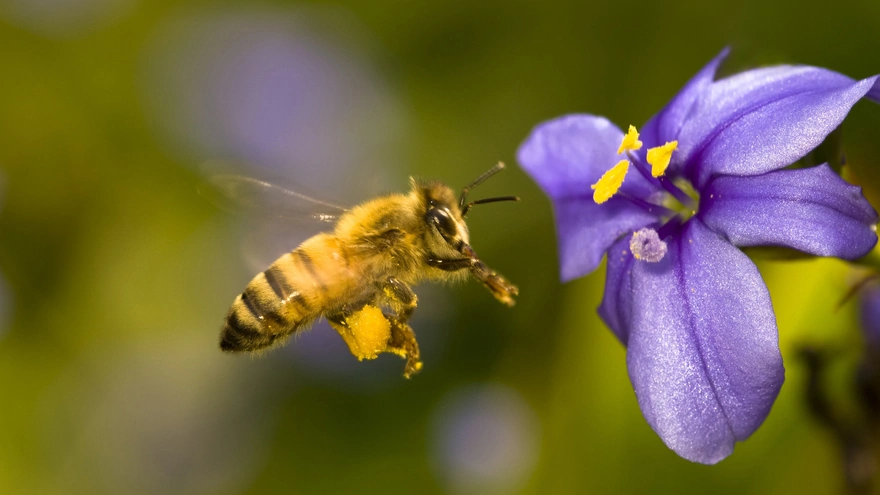 Пчела подлетает к цветку