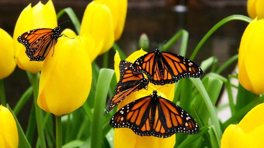 Бабочки-красавицы