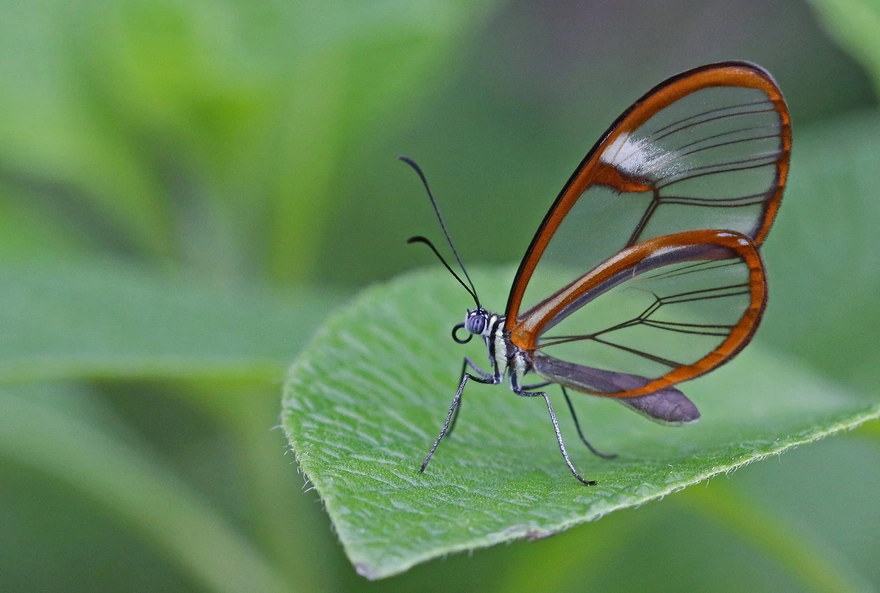 Бабочка с прозрачными крыльями сидит на листке