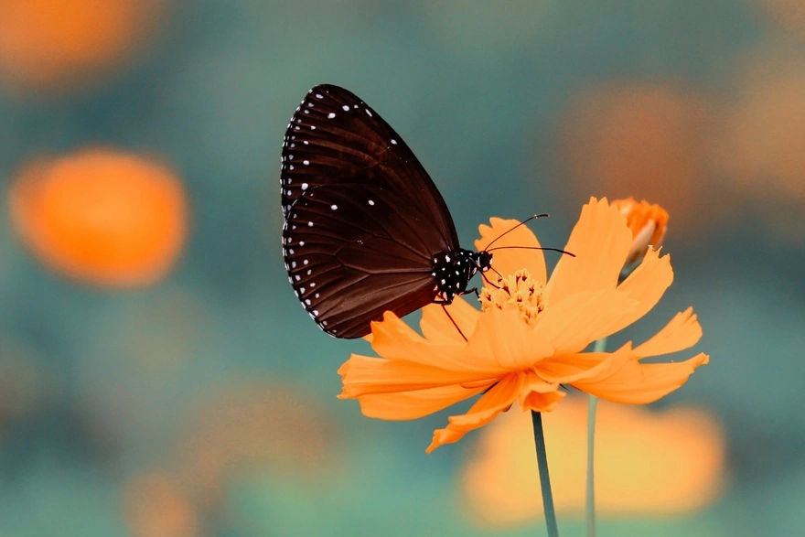 Бабочка сидящая на жёлтом цветке