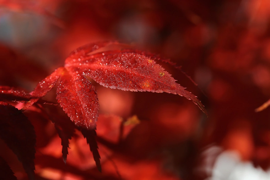Осенние красно-бордовые листья