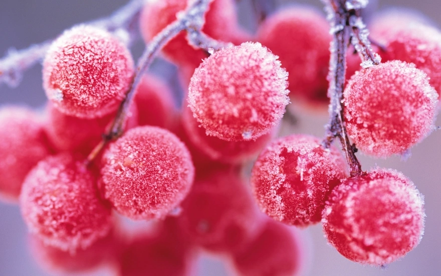 Rowan berries covered with frost