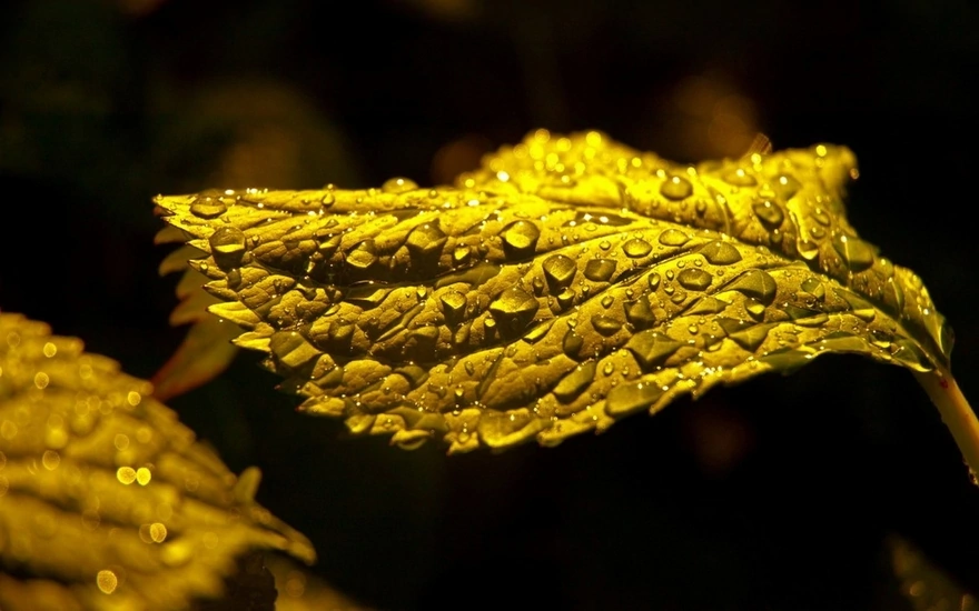 Droplets on yellow leaf
