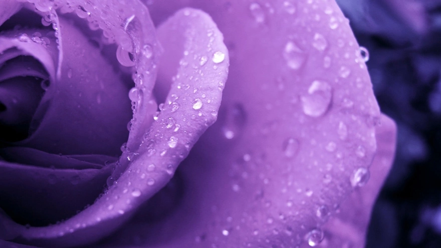 Water droplets on the rose