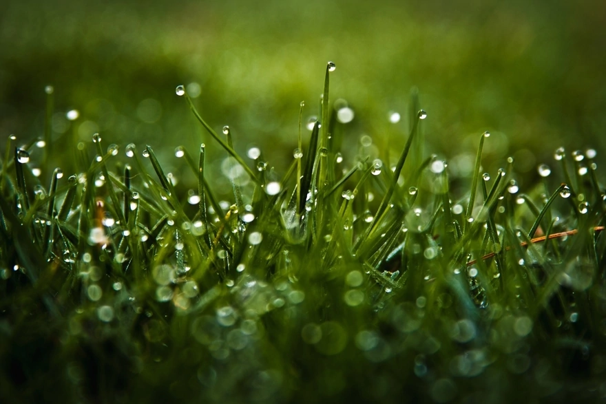 Morning dew on the green grass