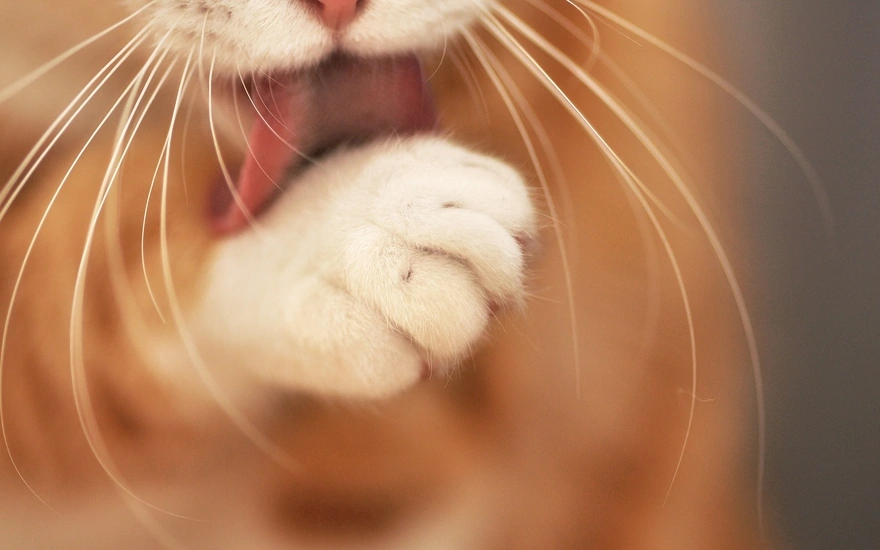 Cat licks paw