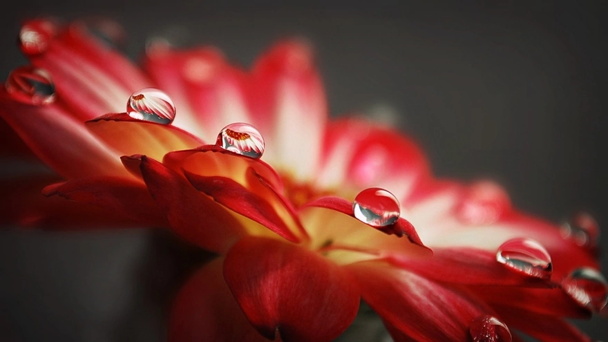 Large drops on a red flower