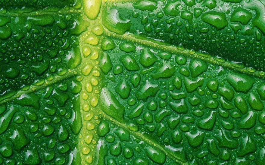 Image: Leaf, drops, green, water, veins, reflection