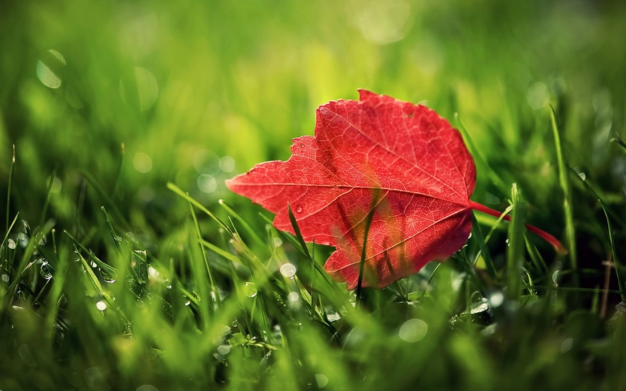 Красный лист на фоне зелёной травы