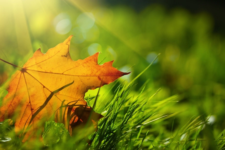 A yellow leaf lying on green grass
