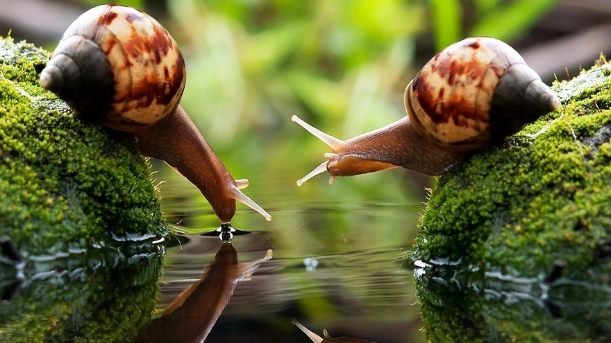 Two snails at the water
