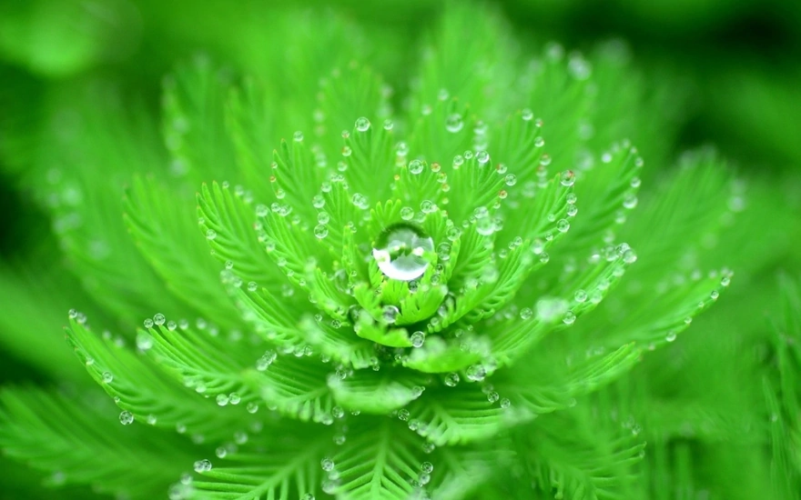 The plant forms water droplets