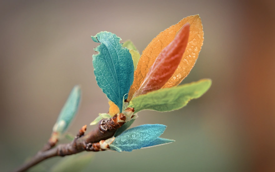 Colorful leaves on one twig