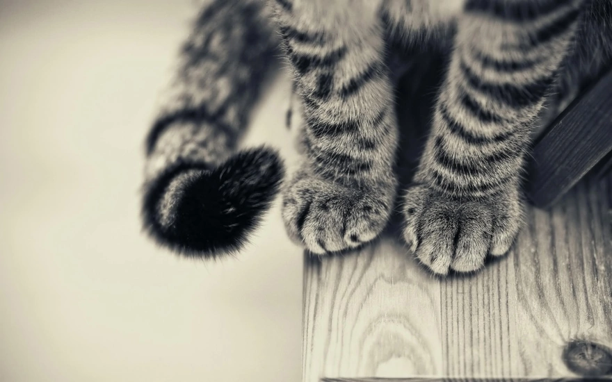 Furry cat feet and tail