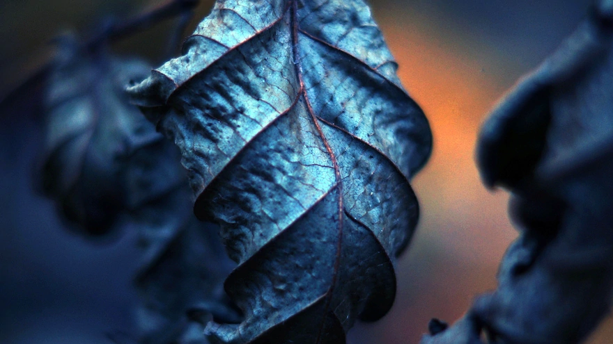 Dried leaf closeup