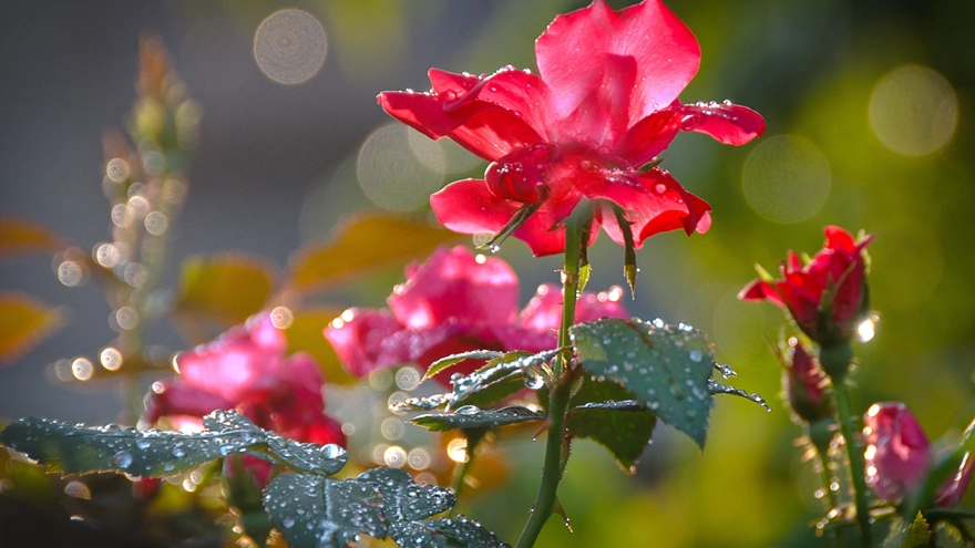 Дождевые капли на красном цветке