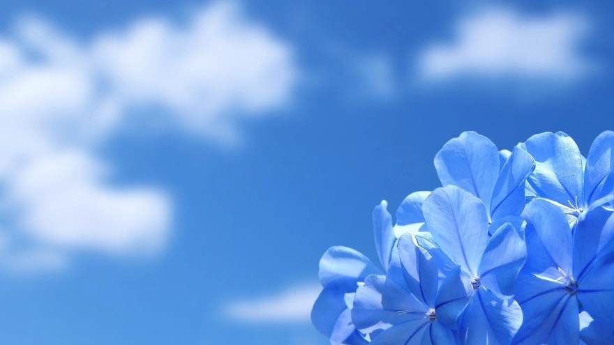 Голубые цветы на фоне неба